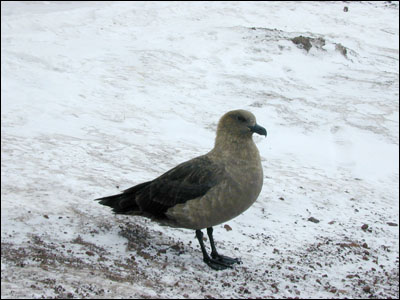 skua bird