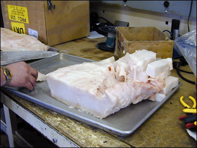 Antarctic cod