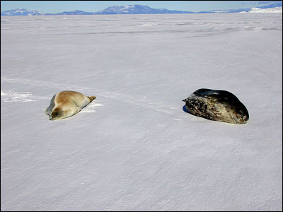 Crabeater seal and Weddell seal