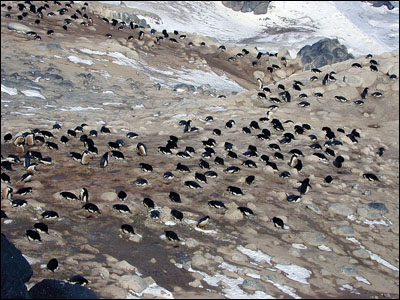 Adelie penguin rookery at Cape Royds