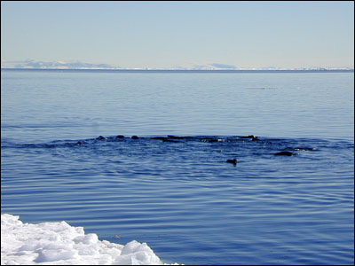 Adelie penguins swimming