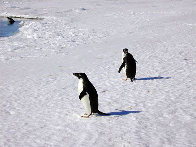 Adelie penguins