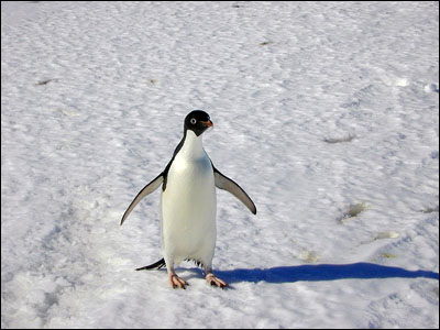 Adelie penguin