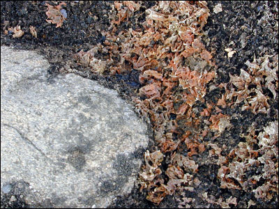 Lichens at Lake Fryxell