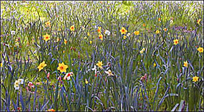 Daffodils at Christchurch Botanical Gardens