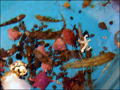 Sea stars and a sea worm (R)