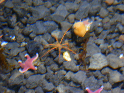 Sea star and sea spider