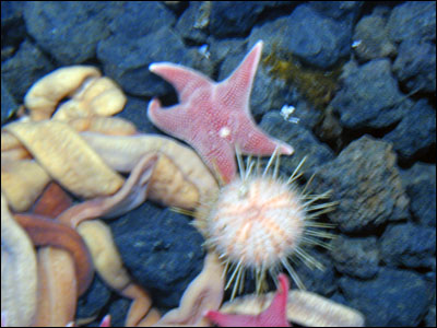 Sea star and sea urchin