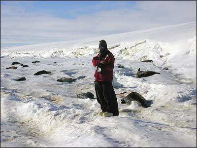 Scientist with Weddell seals