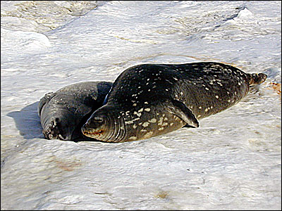 Weddell seal mother with pup