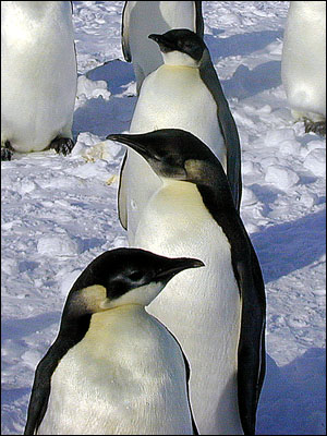 Young emperor penguins
