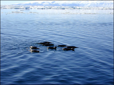 Adelie penguins swimming