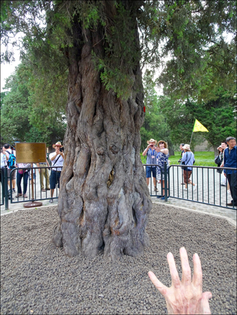 500-year-old Cypress Tree
