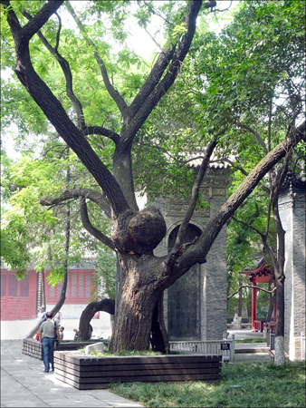 Ancient trees at Small Wild Goose Pagoda Garden