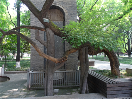 1,300-year-old tree at Small Wild Goose Pagoda Garden