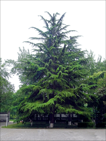 Large Tree at Small Wild Goose Pagoda Garden