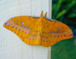 Emperor Moth (Syntherata janetta)