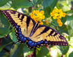 Eastern Tiger Swallowtail (Papilio glaucus) {female}