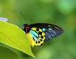 Cairns Birdwing (Ornithoptera euphorion)