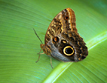 Owl Butterfly (Caligo beltrao)