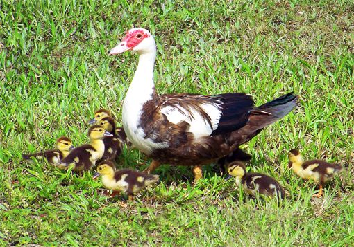 Muscovy Ducks (Cairina moschata)