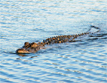 American Alligator (Alligator mississipiensis)