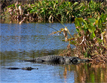 American Alligators (Alligator mississipiensis)