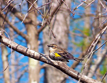 Yellow-rumped Warbler (Dendroica coronata)