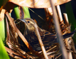 Red-winged Blackbird (Agelaius phoeniceus) [f] on nest