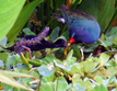 Purple Gallinule (Porphyrio martinicus) with juvenile