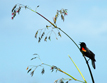 Red-winged Blackbird (Agelaius phoeniceus) on Fireflag (Thalia geniculata)