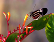 Piano Key butterfly (Heliconius melpomene)