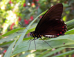 Polydamus Swallowtail (Battus polydamus)