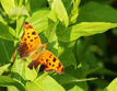 Eastern Comma Anglewing (Polygonia Comma) {Summer Form}