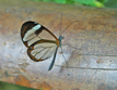 Glasswing Butterfly (Greta oto)