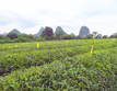 Tea research institute & plantation, Guilin