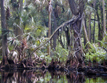 Florida Strangler Fig (Ficus aurea), Loxahatchee River, Jupiter, Florida