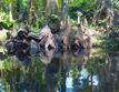 Roots along the Loxahatchee River, Jupiter, Florida