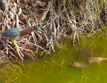 Green Heron (Butorides virescens) and Florida Softshell Turtle (Apalone ferox)