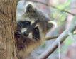 Florida Raccoon (Procyon lotor elucus) {juvenile}