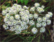Giant Hogweed (heracleum mantegazzianum)