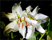 Oriental Lily (Lilium 'Casa Blanca')