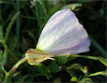Showy Primrose (Oenothera speciosa)