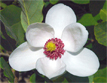 Magnolia (Magnolia sieboldii)