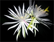 Night-blooming Cereus, Climbing Cactus (Epiphyllum hookeri)