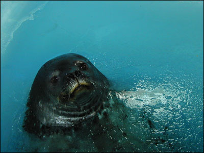 Weddell Seal