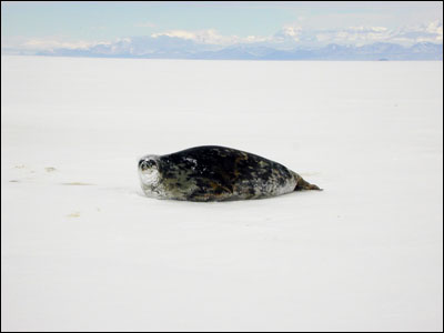 Weddell seal