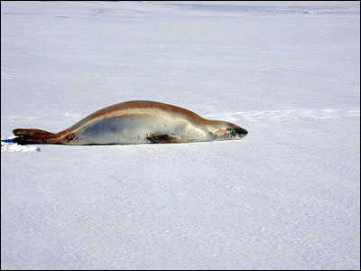 Crabeater seal