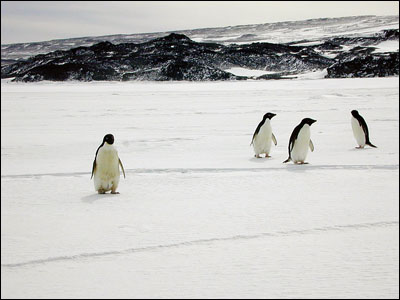 Adelie penguins