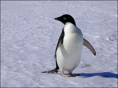 Adelie penguin